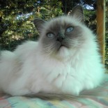 Flore - 2 ans - Chatterie Ragdolls du Val de Beauvoir